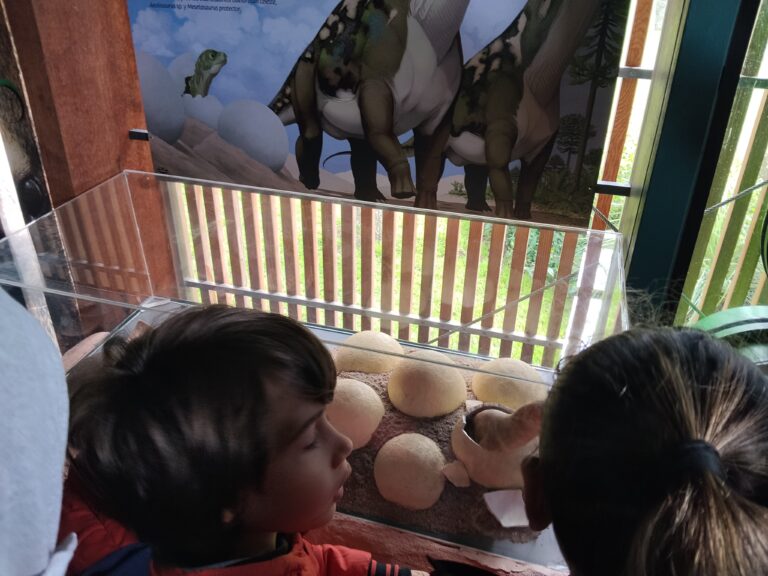 Muestra de huevos de dinosaurios.